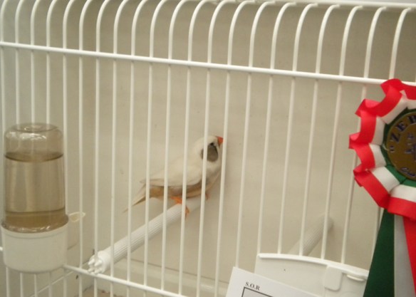 Zebras 2012 (1° class. guancia femmine)