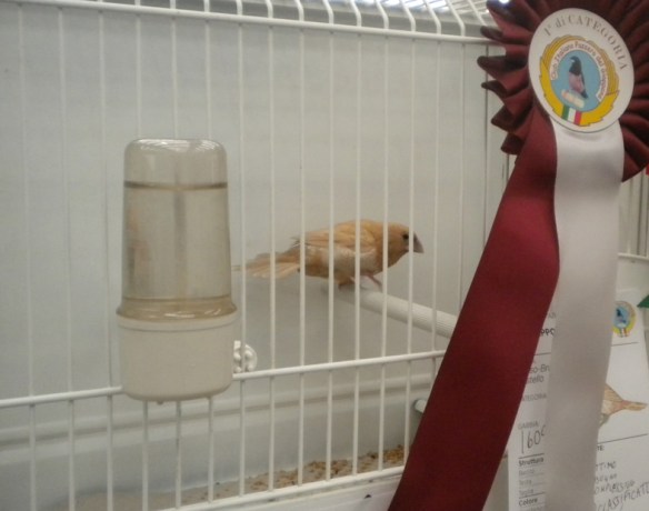 Zebras 2012 (1° class. cat. pastello)