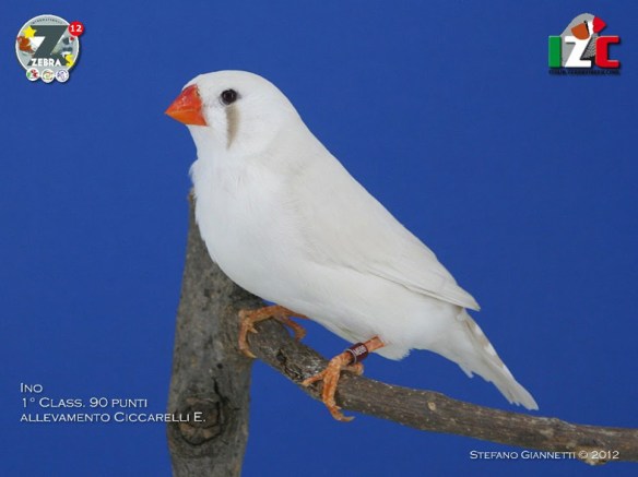 Zebras (1° class. cat. ino femmina)