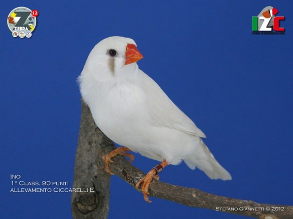 Zebras (1° class. cat. ino femmina) (servizio fotografico)