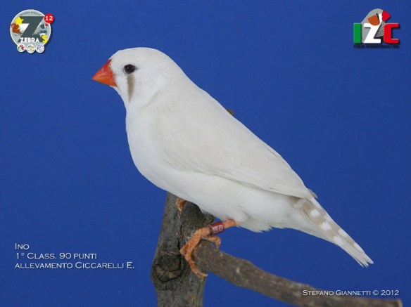 Zebras (1° class. cat. ino femmina) (servizio fotografico)