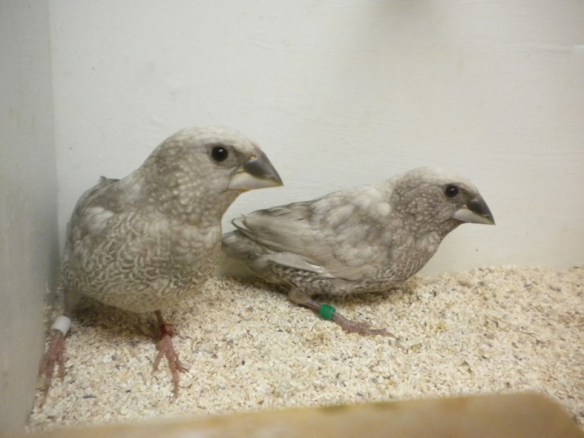 Perla grigio (coppia)