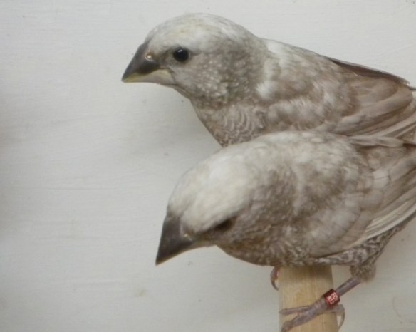 Perla grigio (coppia)