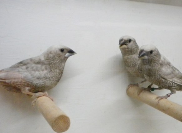 Perla grigio (coppia)