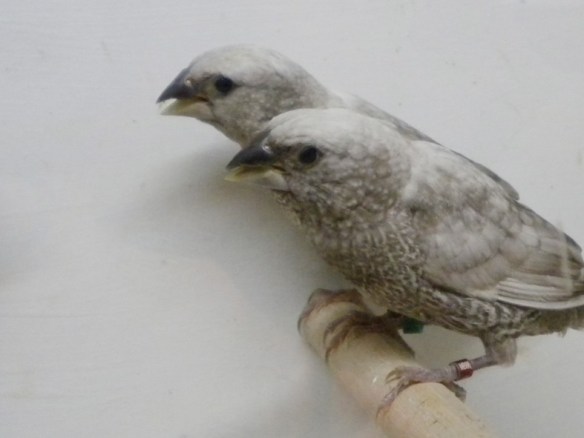 Perla grigio (coppia)