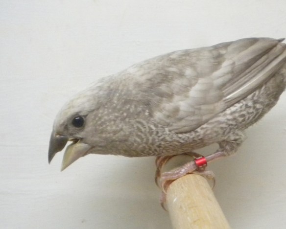 soggetto ben ossidato ma con poco appastellamento dorsale