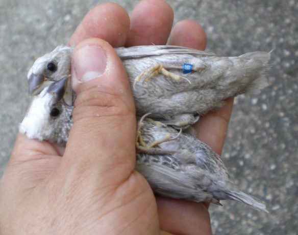 due soggetti di diversa tonalità