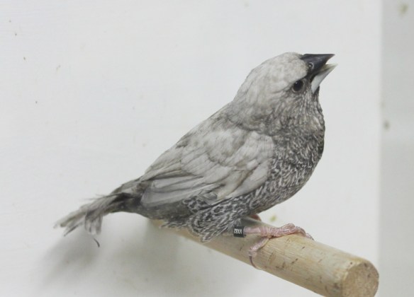 Perla grigio (maschio)