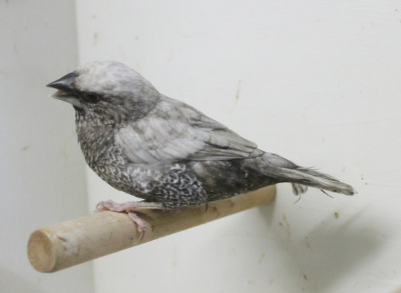 Perla grigio (maschio)