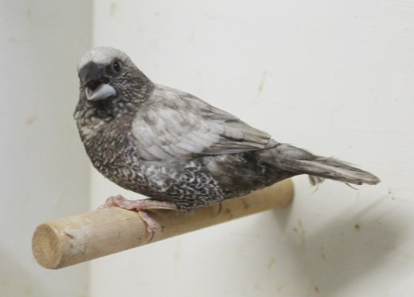 Perla grigio (maschio)