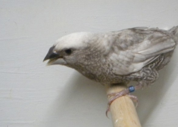 Nero grigio (maschio)