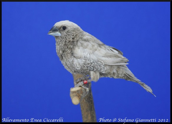 Nero grigio (maschio)