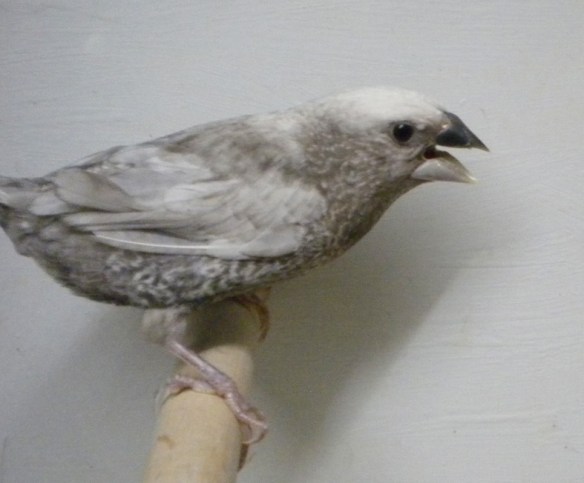 Nero grigio (maschio)