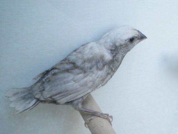 Nero grigio (maschio)