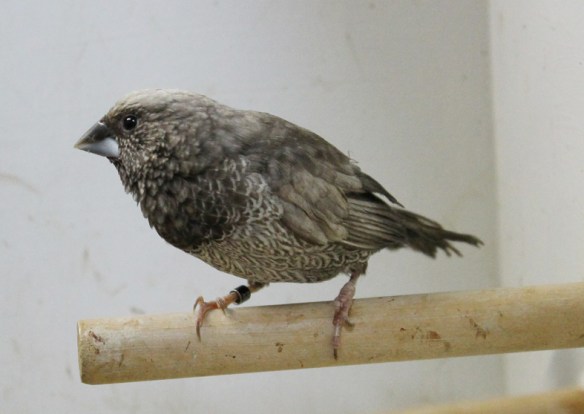 Perla grigio (maschio)