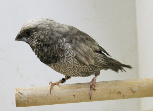 Perla grigio (maschio)