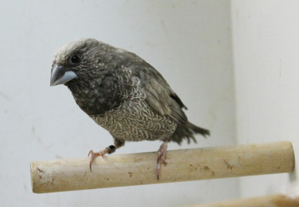 Perla grigio (maschio)