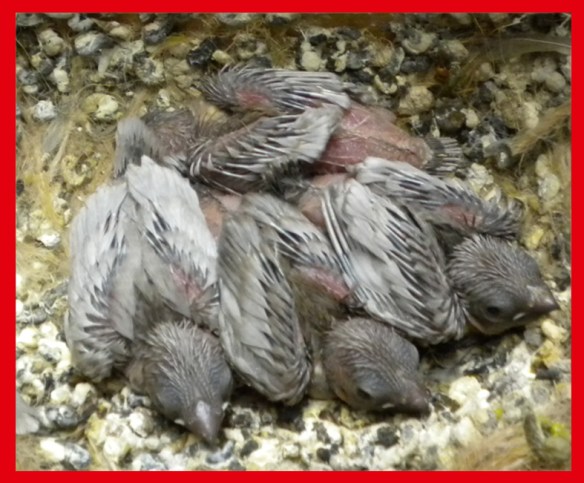 Perla grigio a 15 giorni