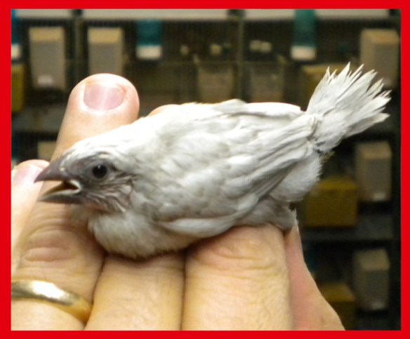 Perla grigio a 30 giorni