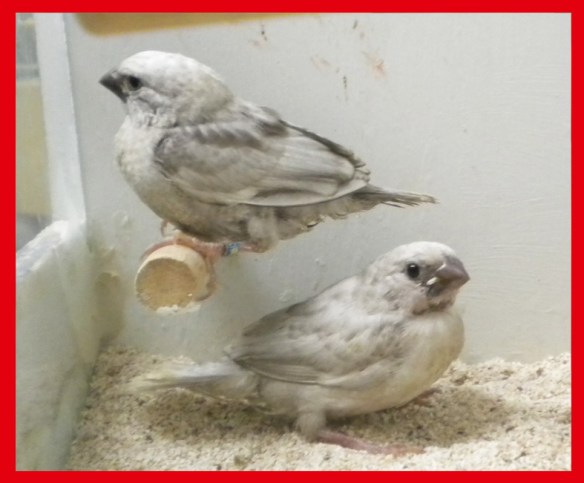 Perla grigio a 35 giorni