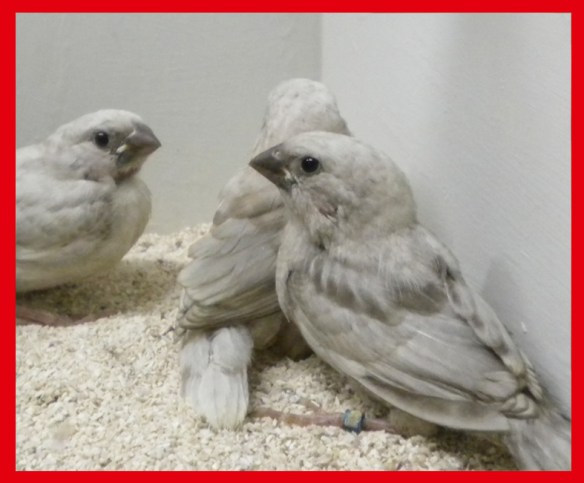 Perla grigio a 35 giorni