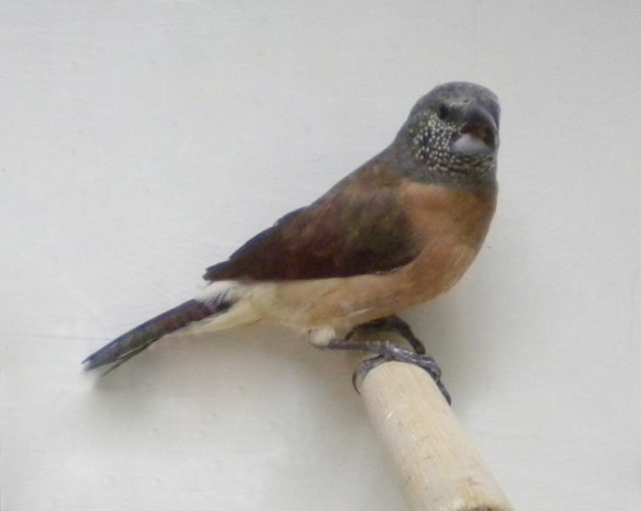 Becco di piombo testa perlata