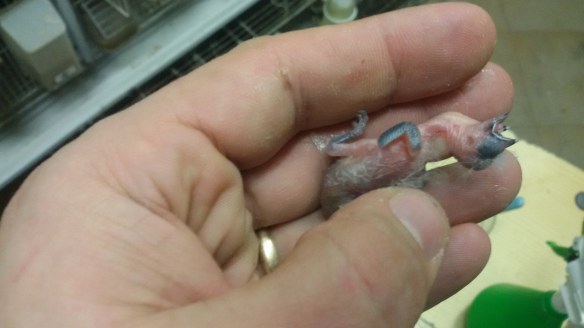 Pulcino a pochi giorni di vita