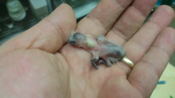 Pulcino a pochi giorni di vita