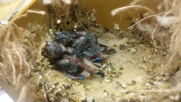 Due pulcini a 7 giorni di vita