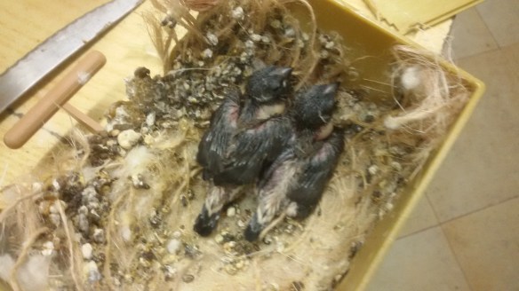 Due pulcini a 12 giorni di vita