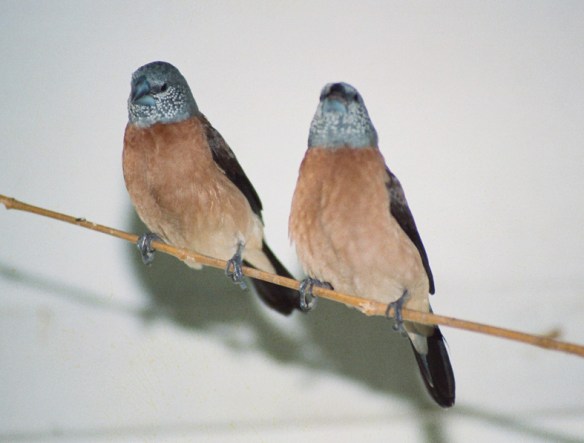 Becco di piombo testa perlata (coppia)