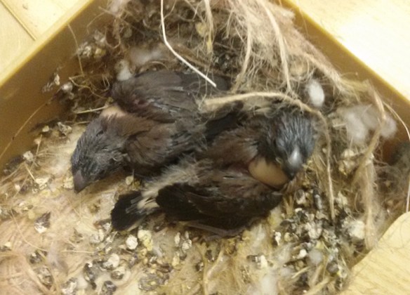 Due pulcini a 15 giorni di vita