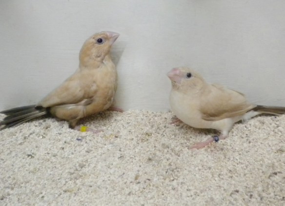 Da SN: Agata Ventre scuro e Agata