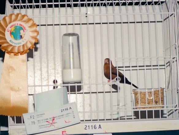 Becco d'argento ventre scuro (Stamm 3° class. Campionato Mondiale 1999