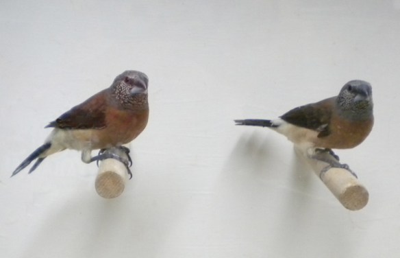 Becco di piombo testa perlata (coppia)