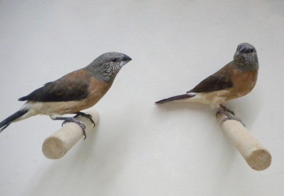 Becco di piombo testa perlata (coppia)