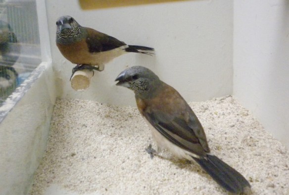 Becco di piombo testa perlata (coppia)