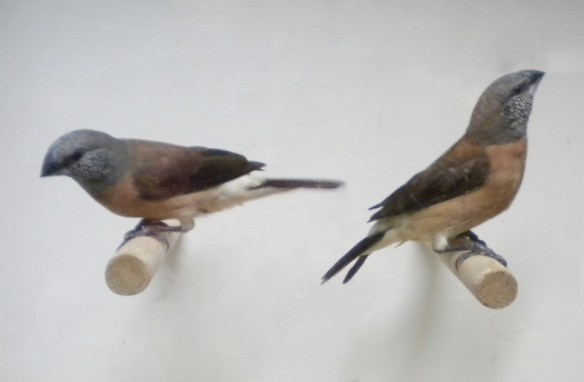 Becco di piombo testa perlata (coppia)