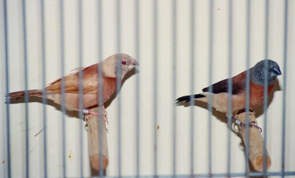 Becco di piombo testa perlata feomelanico