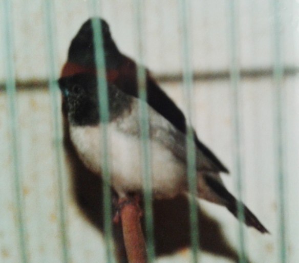 Becco di piombo testa perlata opale