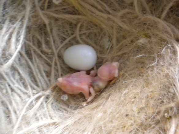 Pulcino appena nato di becco d'argento ino