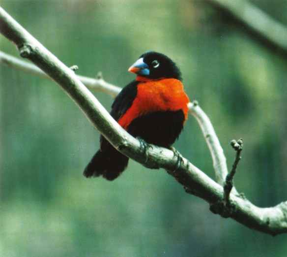 Becco Grosso Occidentale (Spermophaga haematina)