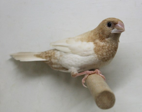 Rosso bruno pastello ali chiare (maschio)