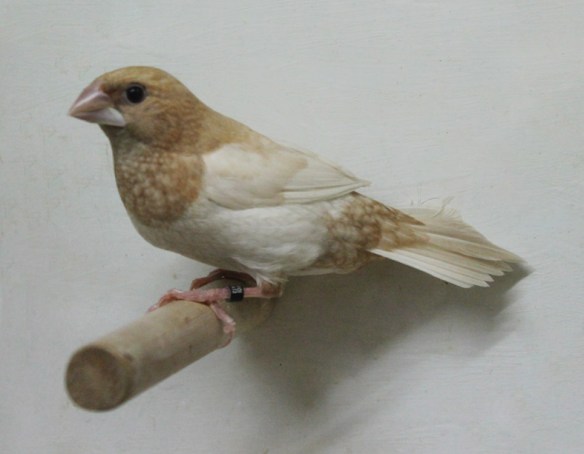 Rosso bruno pastello ali chiare (maschio)