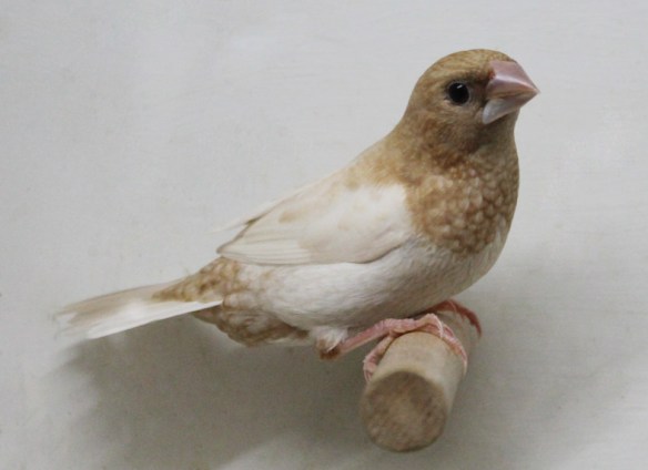 Rosso bruno pastello ali chiare (maschio)