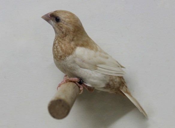 Rosso bruno pastello ali chiare (maschio)