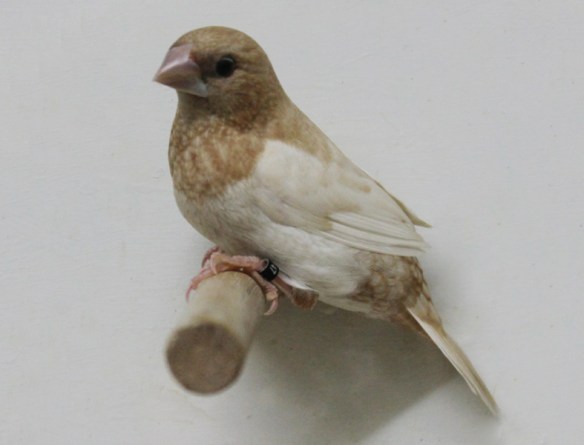 Rosso bruno pastello ali chiare (maschio)