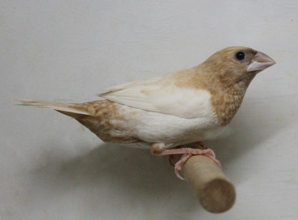 Rosso bruno pastello ali chiare (maschio)