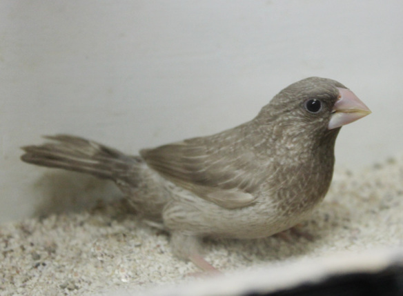 Rosso grigio (maschio)