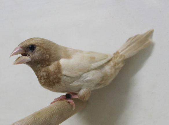 Rosso bruno pastello ali chiare (maschio)